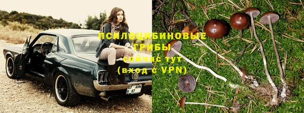 сатива Балахна